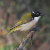 Gilbert's Honeyeater